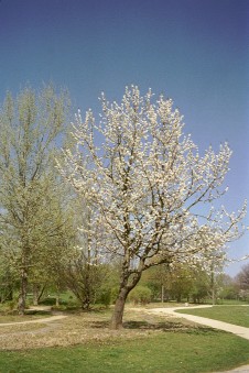 Heilbronn Wertwiesenpark, Foto H.Hille